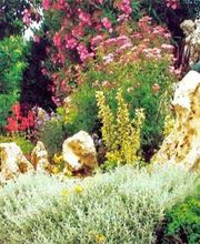 MANO PAYSAGE image 9