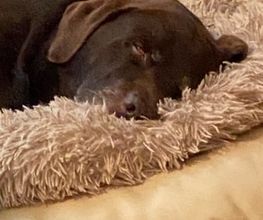 Die Schule der Labradorfreunde Bild 13