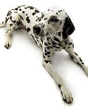 Tierarztpraxis Marc-Niklas Klingberg Bild 6