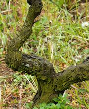 Les Vignerons de l'Ile de Ré image 1