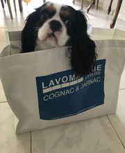 DLS Lavomatique EURL image 2