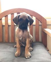 Deer Park Veterinary Hospital image 14