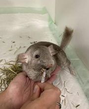 Clínica Veterinaria Okapi imagen 2