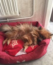 PATTE Z' EN CINQ - AURORE DI FELICE image 16