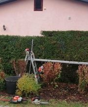 Baumflüsterer Hoffmann Bild 1