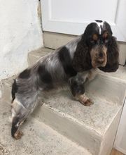 Armelle Toiletteuse Chiens Et Chats image 7