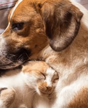 North Oatlands Animal Hospital image 11