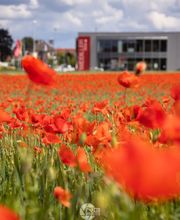 SKRIBO Wälischmiller Bild 1