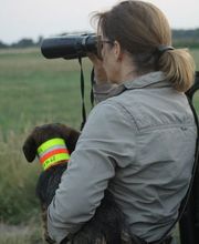 Jagdhundeausbildung Sommer Bild 5
