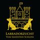 Labradorzucht vom Sandstein Schloss