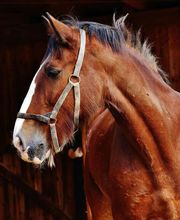 Hipica la melgosa imagen 2