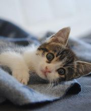 Kleintierpraxis Eberli Bild 3