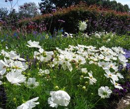 Gander Gartenbau Bild 12