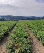 PÉPINIÈRES PRIMARD image 1