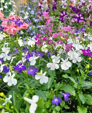 Villaverde Lecornu Jardinerie EURL image 10