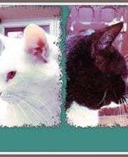 JARA VETERINARIOS 1.jpg