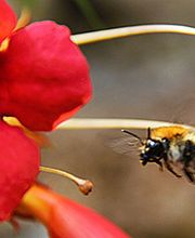 Les Ruchers Du Mezenc image 1