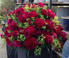 Blumen P. Gätzi Bild 9
