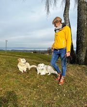 A-Z-Hundetraining Bild 1