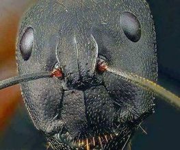 Logic Insectes SARL image 3