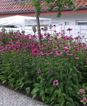 Blumenhof Müller oHG Bild 3