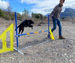 Dog Evasion 05 image 1