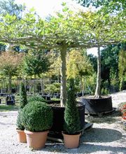 Baumschule Gehrig GmbH Bild 4