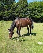 Centre Equestre De Saint Just image 1