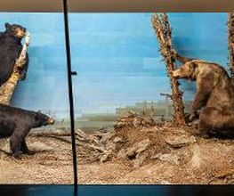 Naturhistorisches Museum Bern Bild 16