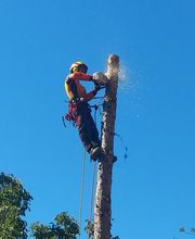 Arbres en Cimes image 7