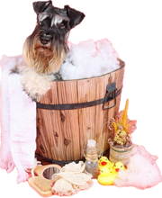 MOUSTACHE & CIE image 1