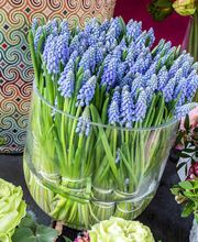Petite Fleur