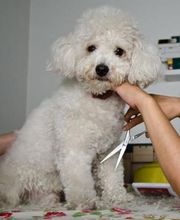 veterinario-ciempozuelos-peluqueria-canina-01.jpg
