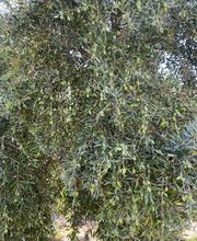 Agrícola Buhai imagen 4