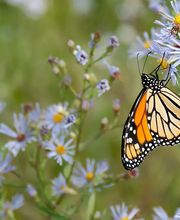 Dietz Gartenbau GmbH Bild 6