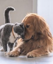 COTA Veterinary image 3