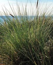 Buchungszentrum Sylt Bild 5