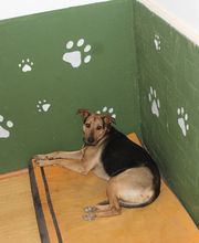 RESIDENCIA CANINA SORIA imagen 14