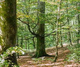 FriedWald Bad Laasphe Bild 3