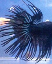 pez-negro-04-g.jpg