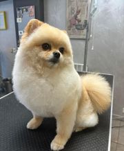 Au Look Canin image 1