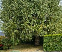 Qelaj Gartenbau GmbH Bild 5