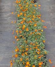 Les Serres de la Menardiere image 6