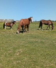 Signolet Ilona image 2