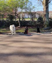 Antonio Rita Educateur et Comportementaliste canin image 13