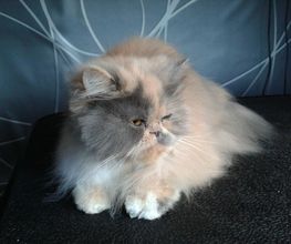 Canibain'Chow image 1