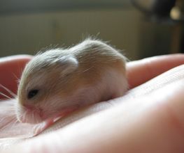 die tierärztin Bild 7