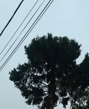 Ets Garden Green image 3