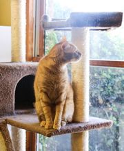 Palmetto Animal Hospital image 19