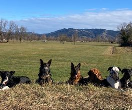 DOG PATROL GmbH Bild 7